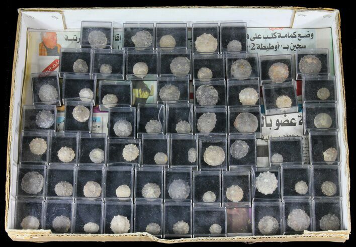 Lot - Assorted Echinoderms (Sea Urchins) #39212